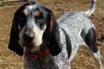bluetick-coonhound-2