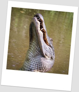 alligator-439887_1280