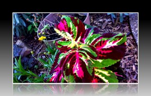 Coleus