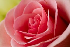 _MG_0490 as Smart Object-1