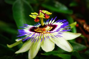 1-Passion Flower