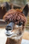 alpaca-984891_1280