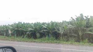 13775877_10207479488165227_1482985366801095928_n