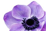 anemone-1053017_1920