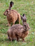 hare-940972_1920