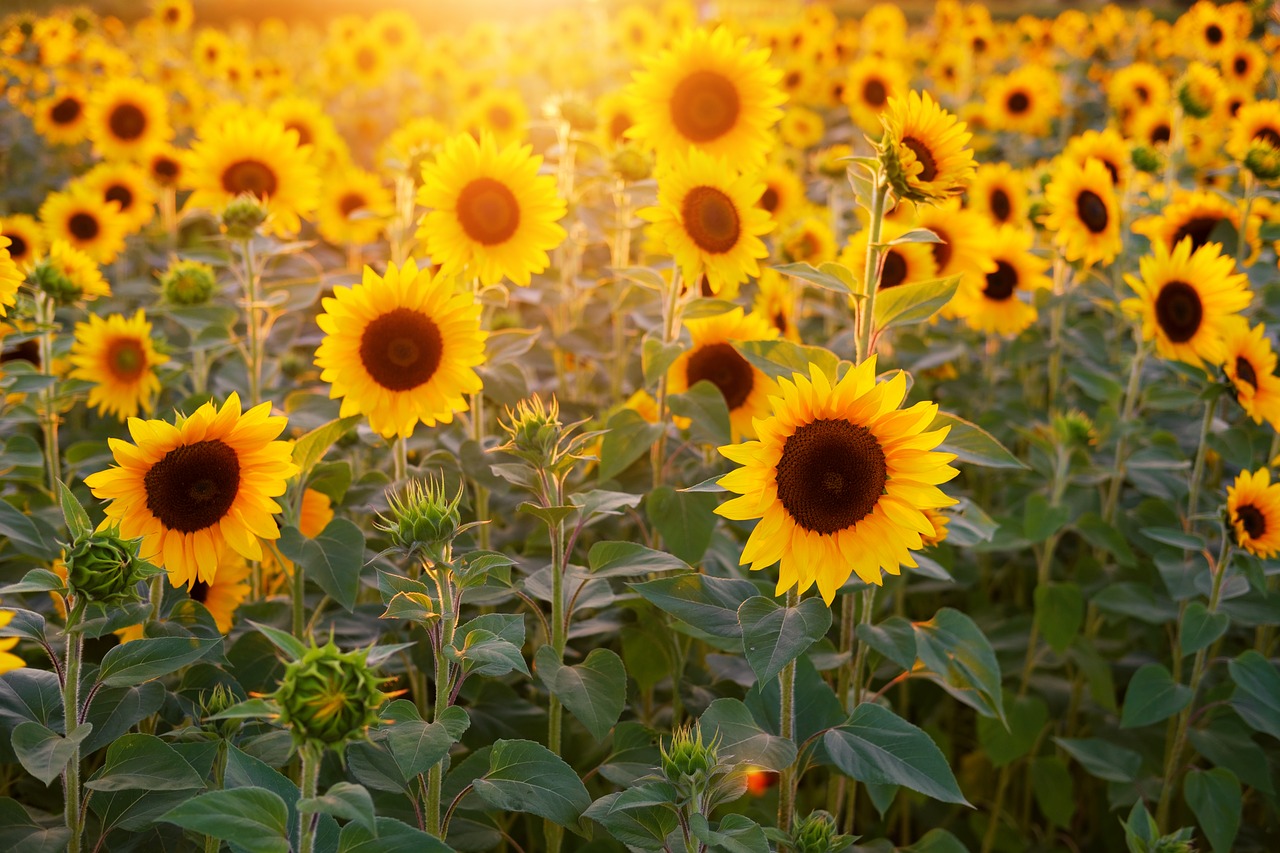 sunflower-field-blooms